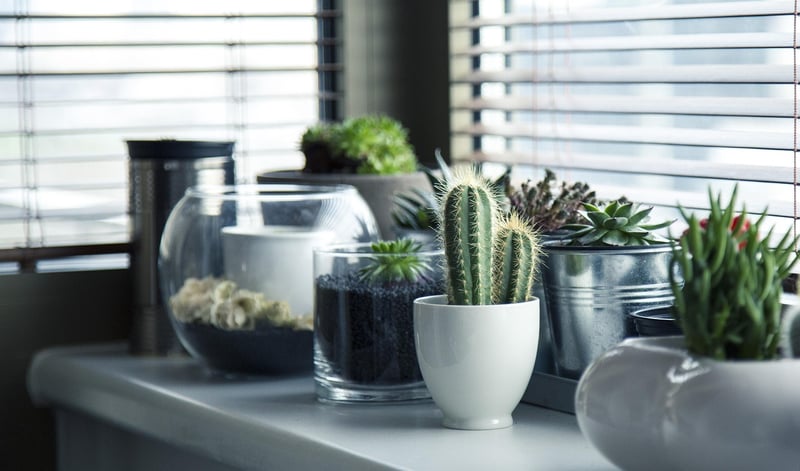 Indoor Garden